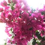 Bougainvillea glabraFlor