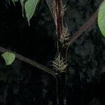 Tachigali guianensis Bark