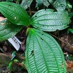 Miconia tschudyoides Blad