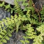 Woodsia alpina Hoja