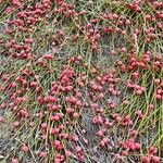 Ephedra distachya Habitatea