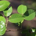Marquesia macroura Hoja