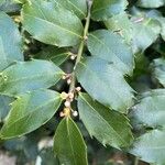 Ilex meserveae Deilen