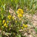 Barbarea orthocerasFlor