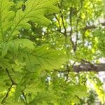 Quercus × rosacea Hoja