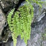 Asplenium viride Blatt