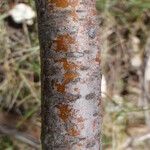 Rhus coriaria Otro