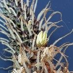 Plantago argentea Fula