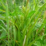 Carex punctata Beste bat