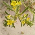 Arnebia decumbens Flower