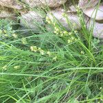 Carex leersii 花