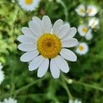 Anthemis arvensis Цвят