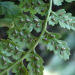 Asplenium foreziense Fruchs