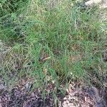 Ancistrachne numaeensis Hoja