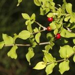 Rauvolfia ligustrina Fruit