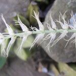 Bulbophyllum cocoinum Flower