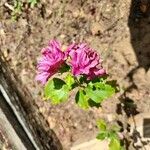 Hibiscus syriacusFlor