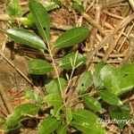 Aglaia elaeagnoidea Deilen