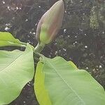 Magnolia officinalis Цвят