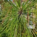 Pinus elliottii Folha