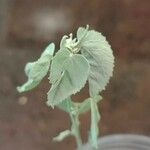 Abutilon incanum Leaf