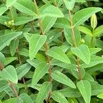 Hypericum × hidcoteense Leaf