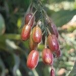 Fuchsia boliviana Meyve