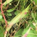 Persicaria minor Blatt