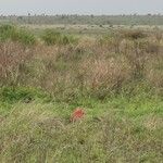 Ammocharis tinneana Συνήθη χαρακτηριστικά