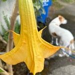 Brugmansia × candida പുഷ്പം