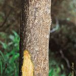 Grewia picta 樹皮