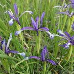 Iris sintenisii Flower