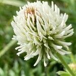 Trifolium montanum Flower
