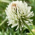 Trifolium montanum Květ