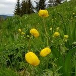 Trollius europaeus Vekstform