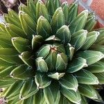 Agave victoriae-reginae Листок