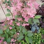 Hydrangea paniculataപുഷ്പം