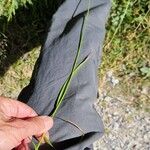 Carex leporina 整株植物