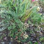 Oxytropis campestris Annet