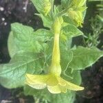 Nicotiana alata Blad