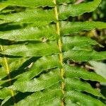 Nephrolepis cordifolia Leaf