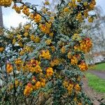 Berberis darwinii Агульны выгляд