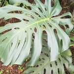 Monstera deliciosa Blad