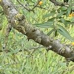 Elaeagnus rhamnoides Écorce