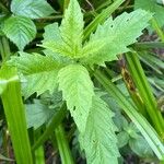 Lycopus europaeus Leaf