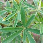 Lupinus arboreus Feuille