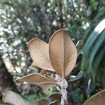 Codia albifrons Fruto