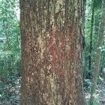 Manilkara staminodella Habit