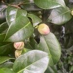 Camellia sasanqua Otro