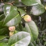 Camellia sasanqua Övriga